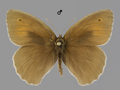 M. jurtina